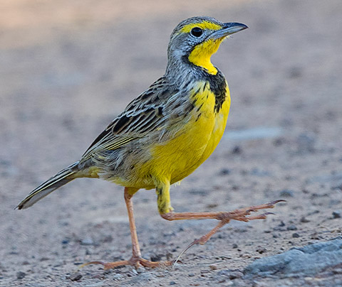 Yellow-throated Longclaw showing 'long claw'